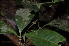 Microtropis wallichiana